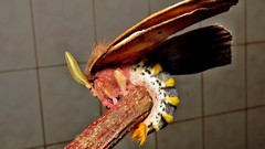 Dirphiopsis multicolor