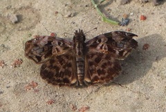 Gorgythion begga begga