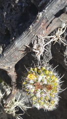 Mammillaria karwinskiana karwinskiana