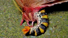 Dirphiopsis multicolor