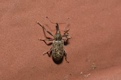 Dorytomus longimanus