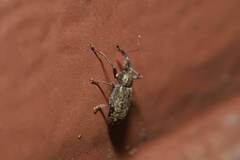 Dorytomus longimanus