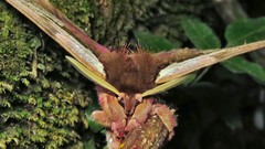 Dirphiopsis multicolor