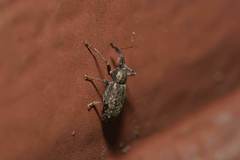 Dorytomus longimanus