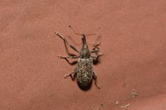 Dorytomus longimanus