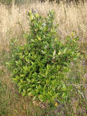 Maytenus magellanica