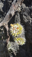 Mammillaria karwinskiana karwinskiana