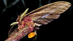 Dirphiopsis multicolor