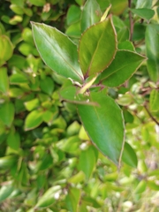 Maytenus magellanica