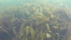 Saccorhiza dermatodea