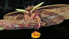 Dirphiopsis multicolor