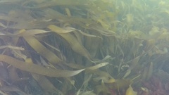 Saccorhiza dermatodea