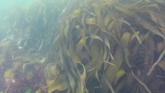 Saccorhiza dermatodea