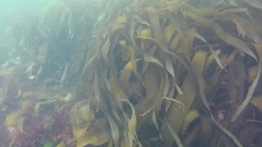 Saccorhiza dermatodea