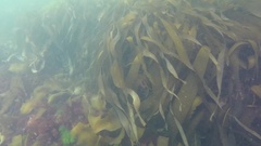 Saccorhiza dermatodea