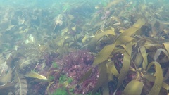 Saccorhiza dermatodea