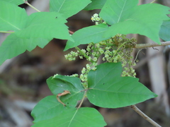 Toxicodendron radicans image