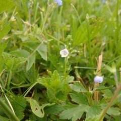 Veronica serpyllifolia serpyllifolia