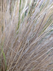 Festuca gracillima