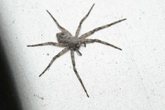 Philodromus emarginatus