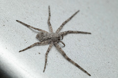 Philodromus emarginatus