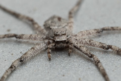 Philodromus emarginatus