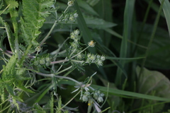 Potentilla argentea