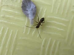 Closterocoris amoenus