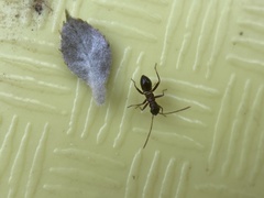 Closterocoris amoenus