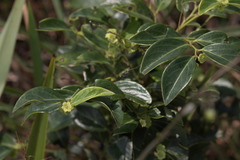 Breynia fruticosa