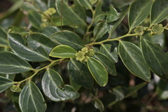 Breynia fruticosa