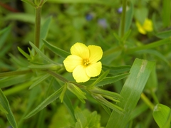 Linum nodiflorum