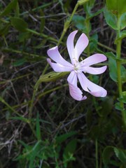 Silene undulata undulata