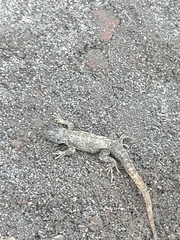 Stenocercus guentheri