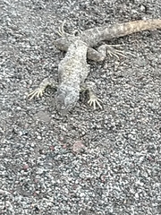 Stenocercus guentheri