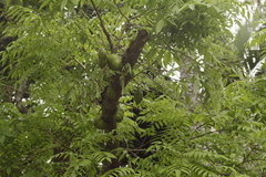 Swartzia langsdorffii