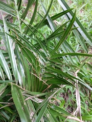 Phoenix reclinata