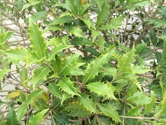 Osmanthus armatus