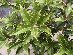 Osmanthus armatus