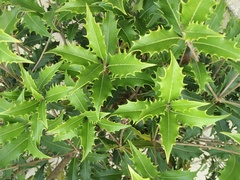 Osmanthus armatus
