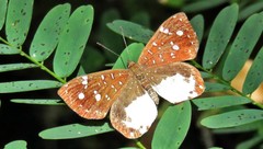 Ithomiola nepos