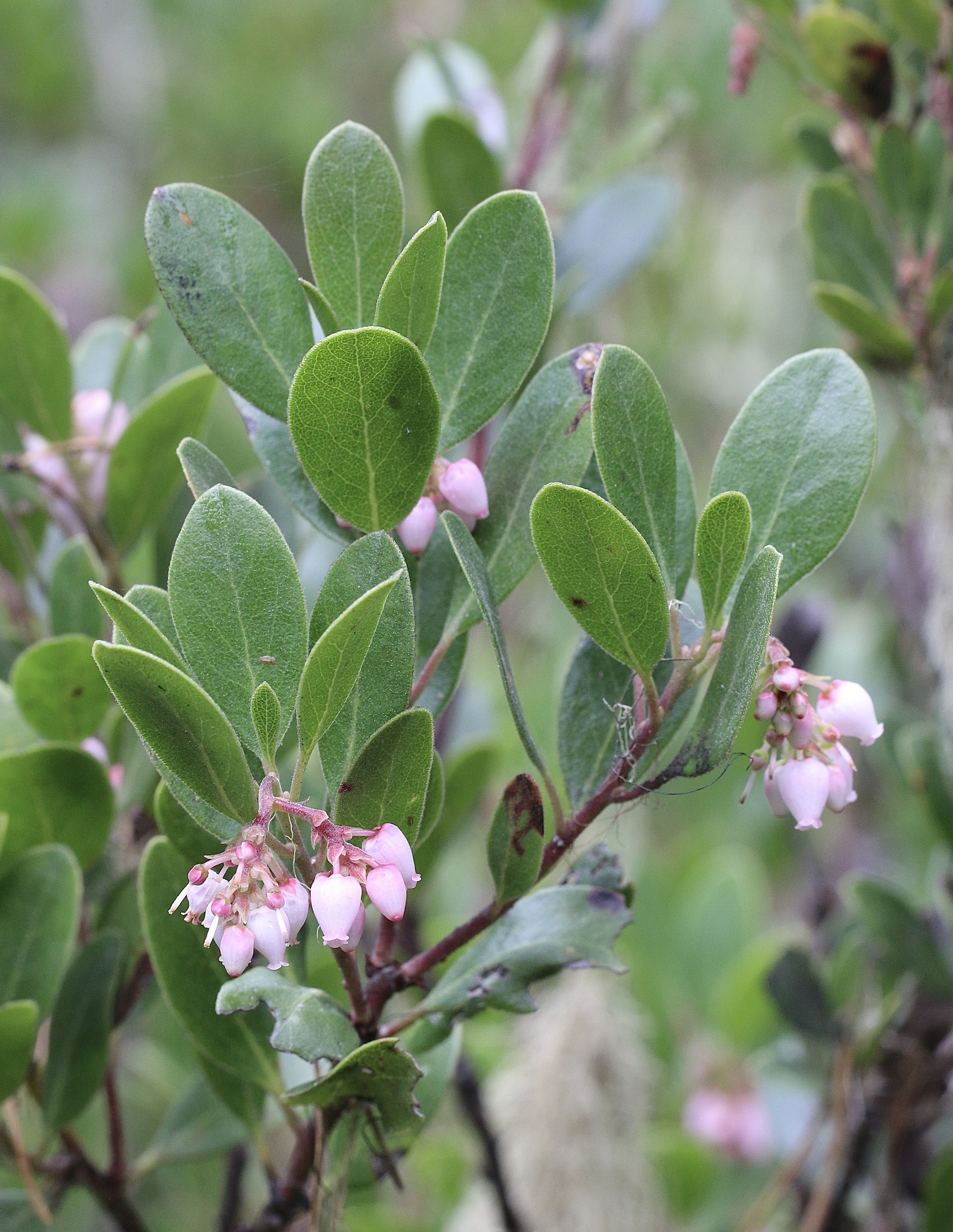 Arctostaphylos X media