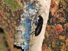 Mecodema crenaticolle