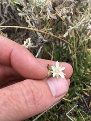 Horkeliella congdonis