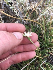 Horkeliella congdonis