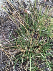 Horkeliella congdonis