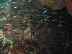 Ostorhinchus parvulus