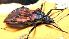 Panstrongylus megistus