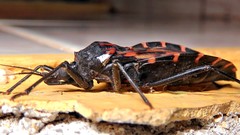 Panstrongylus megistus