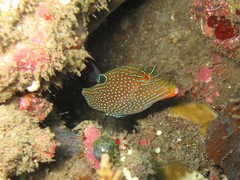 Canthigaster papua